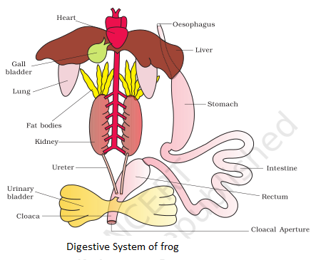NCERT Solutions for Class 11th: Ch 7 Structural Organisation in Animals