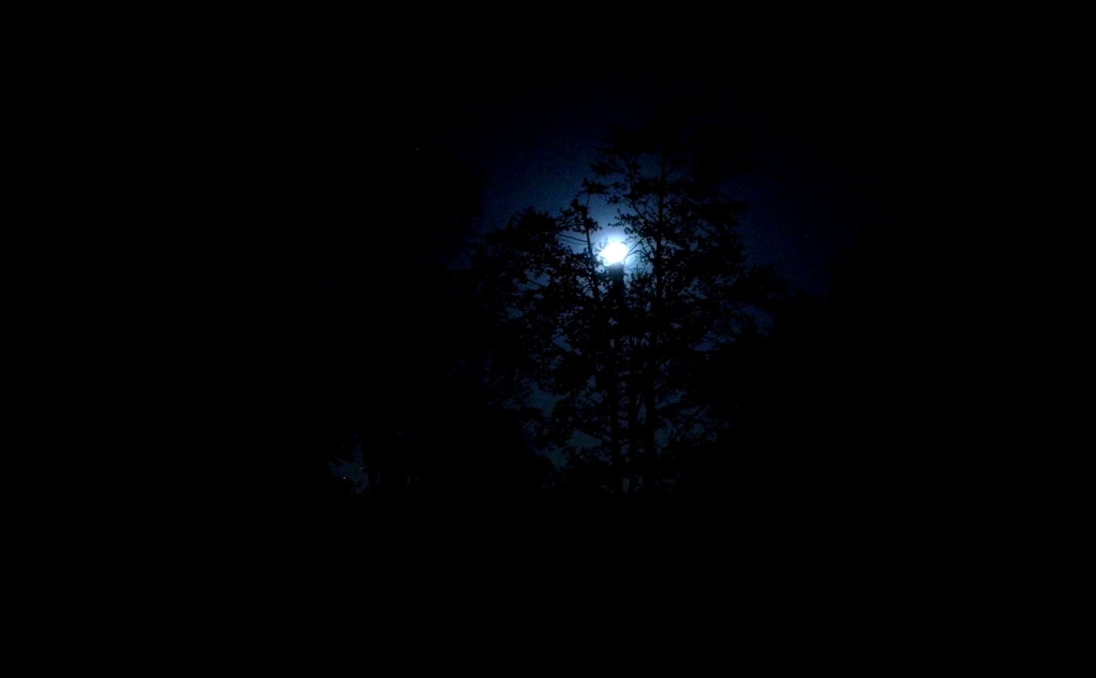 Dark Forest Background With Moon