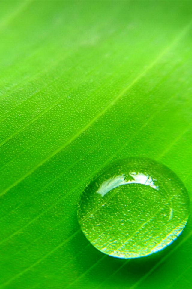 Water Drop in Leaf IPhone Wallpaper - iPhones & iPod Touch Backgrounds