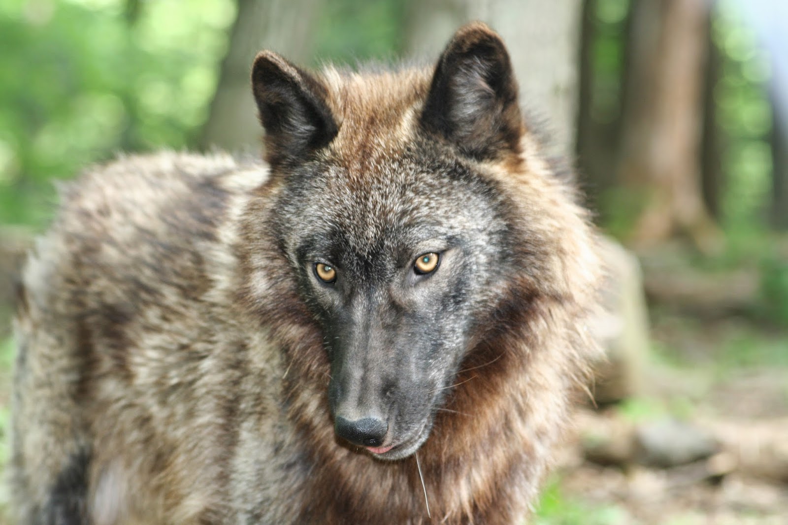 PA’s Penn’s Cave & Wildlife Park A Fun Family Outing