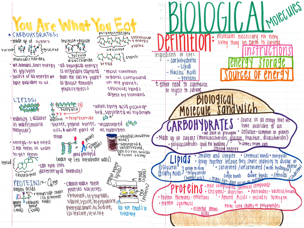 Biology Knights YOUR Interactive Notes YOUR INTERACTIVE NOTEBOOK