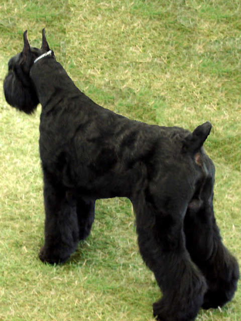 Giant-Schnauzer-Dog-Breed-Pictures Dog And Puppies Pictures