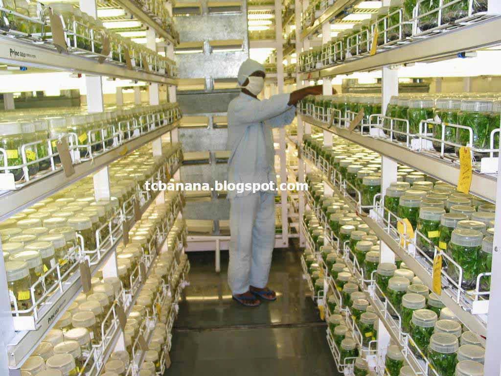 How to select good quality Tissue Culture Plants and the supplying