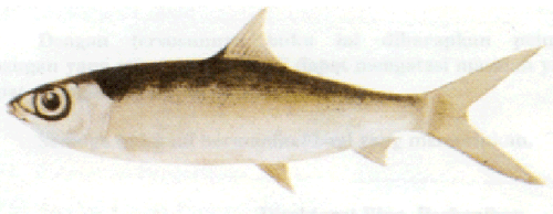 ikan bandeng