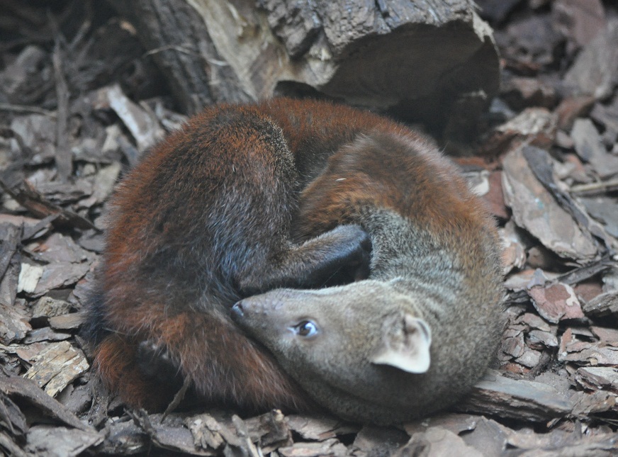 ZOOTOGRAFIANDO (MI COLECCIÓN DE FOTOS DE ANIMALES) MANGOSTA DE COLA