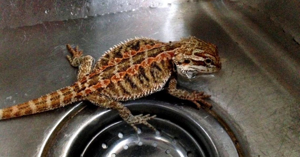 bearded-dragon-calculator-4.jpg
