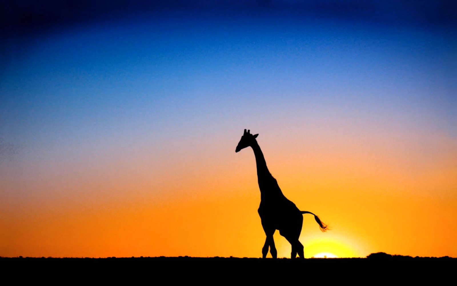 Giraffe Sunset Wallpaper Desktop Giraffe Sunset Wallpaper Desktop