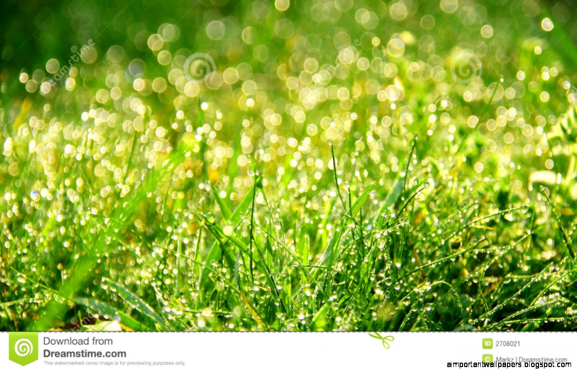 Fresh Morning Dew In Grass Stock Image Image 2708021 Fresh Morning Dew In Grass Stock Image Image 2708021