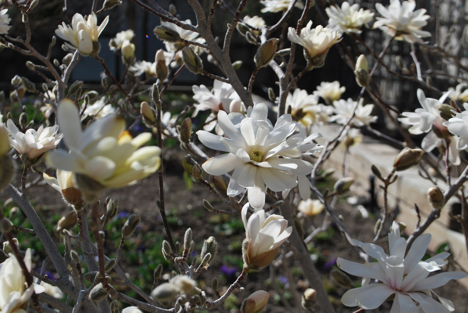 "Isabelle Thornton" Le Chateau des Fleurs Spring flowers in Utah and
