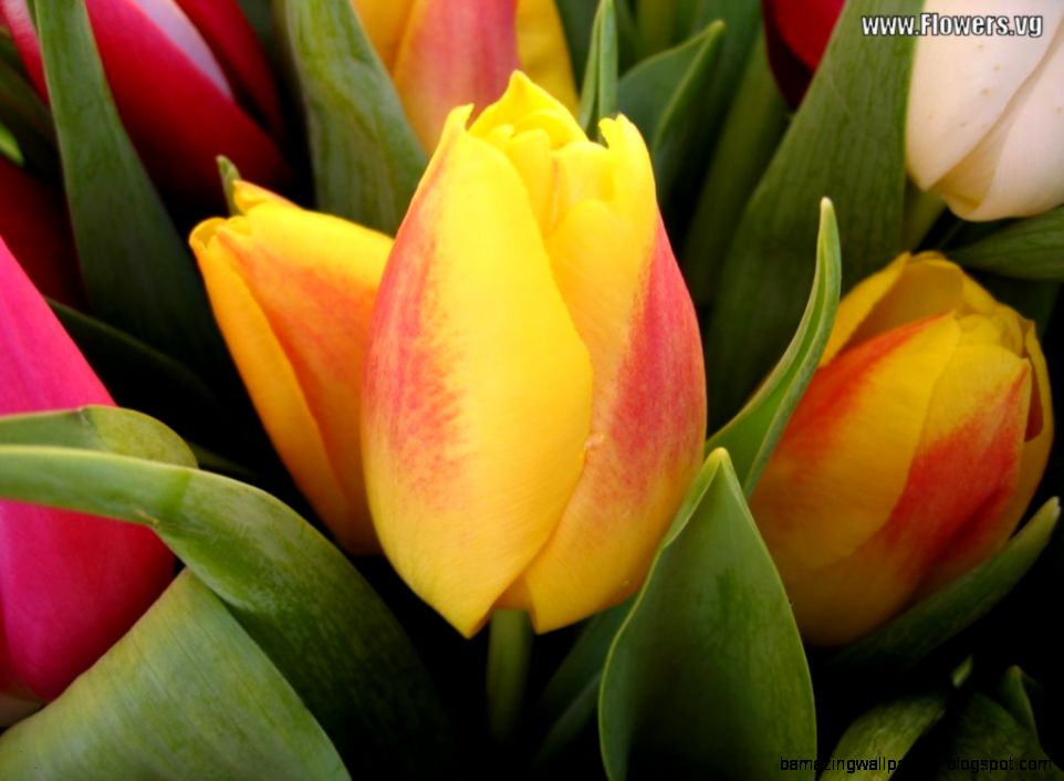 Pink And Yellow Tulips Related Keywords  Suggestions   Pink And Pink And Yellow Tulips Related Keywords  Suggestions   Pink And