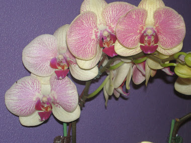 orchid 001