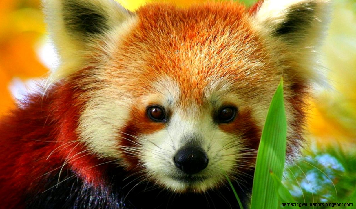 FunMozar – Baby Red Panda FunMozar – Baby Red Panda