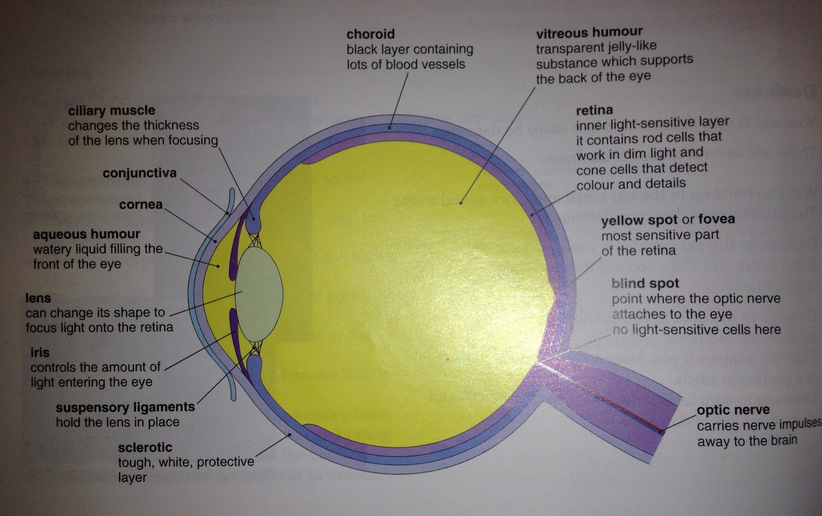 Why Cones Detect Color at Abdul Douglas blog