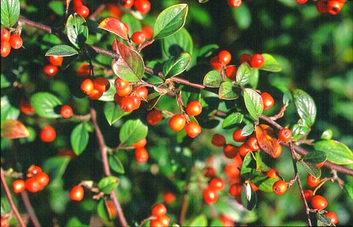 Le Douaire Ile De Vivre Tout Savoir Sur Le Cotoneaster