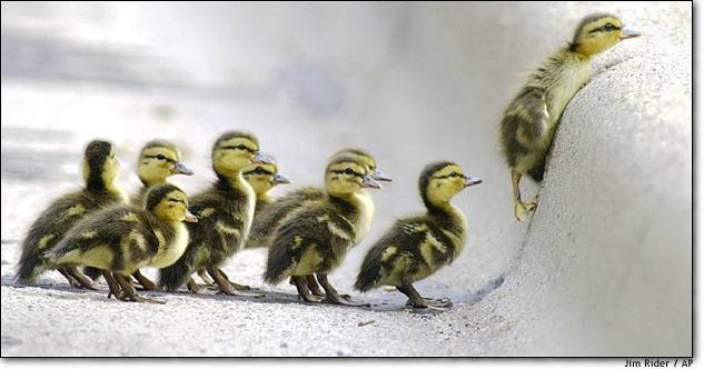 Mom Duck
