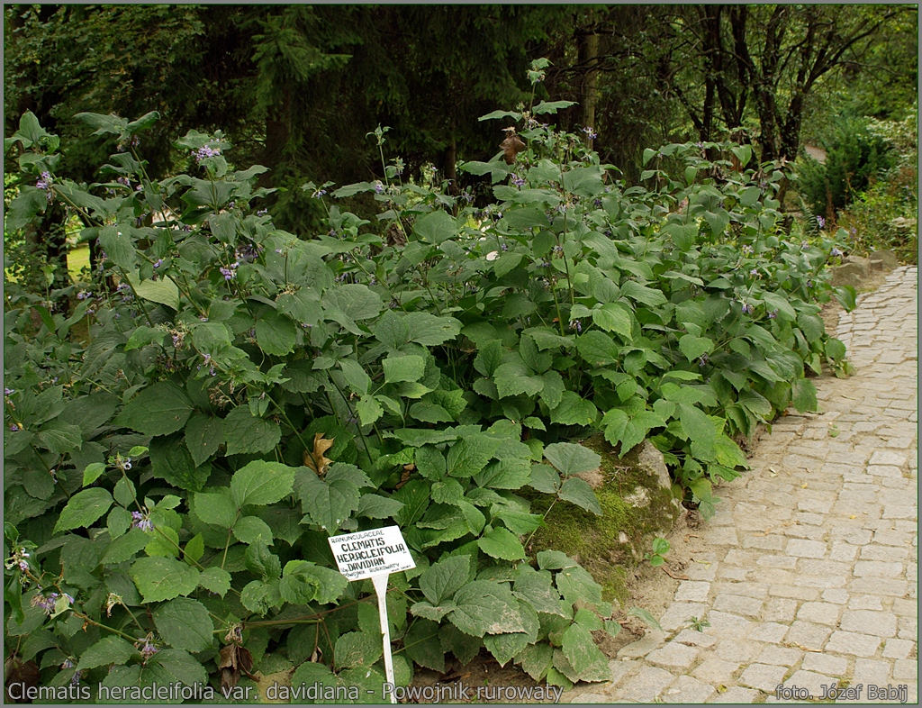 Plant Gallery Encyklopedia Roślin Clematis heracleifolia var