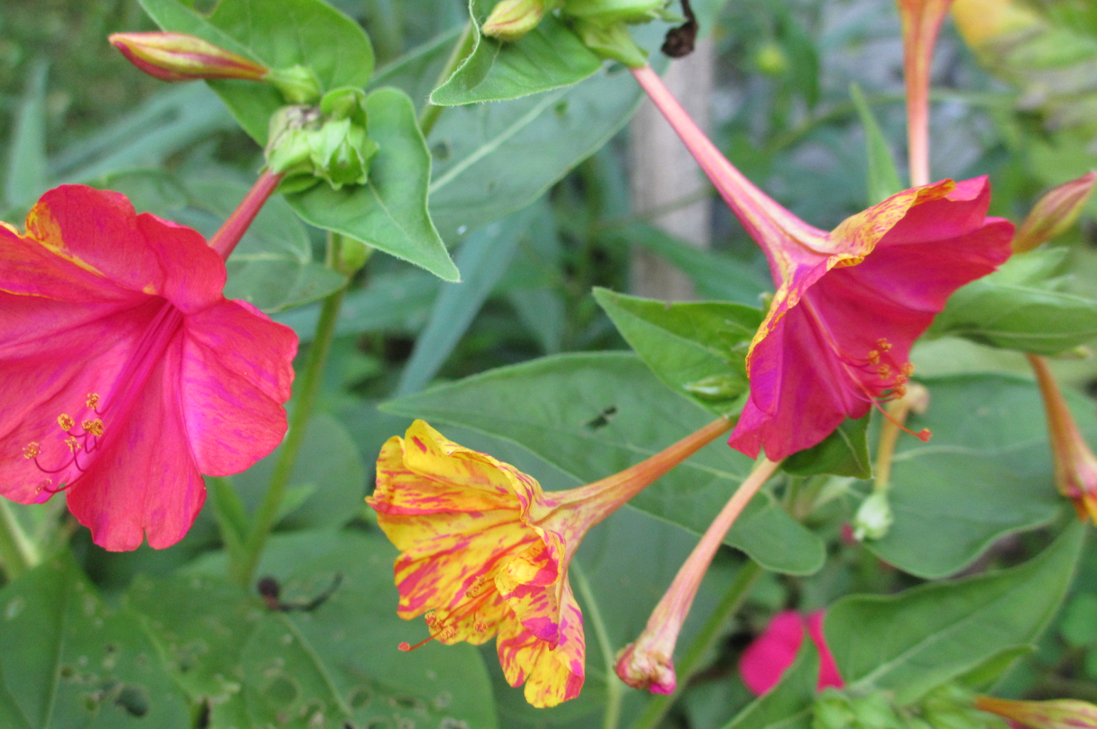 Reluctant Rebel Why Do My 4 O'Clocks Bloom at 730? And A 'Hummingbird