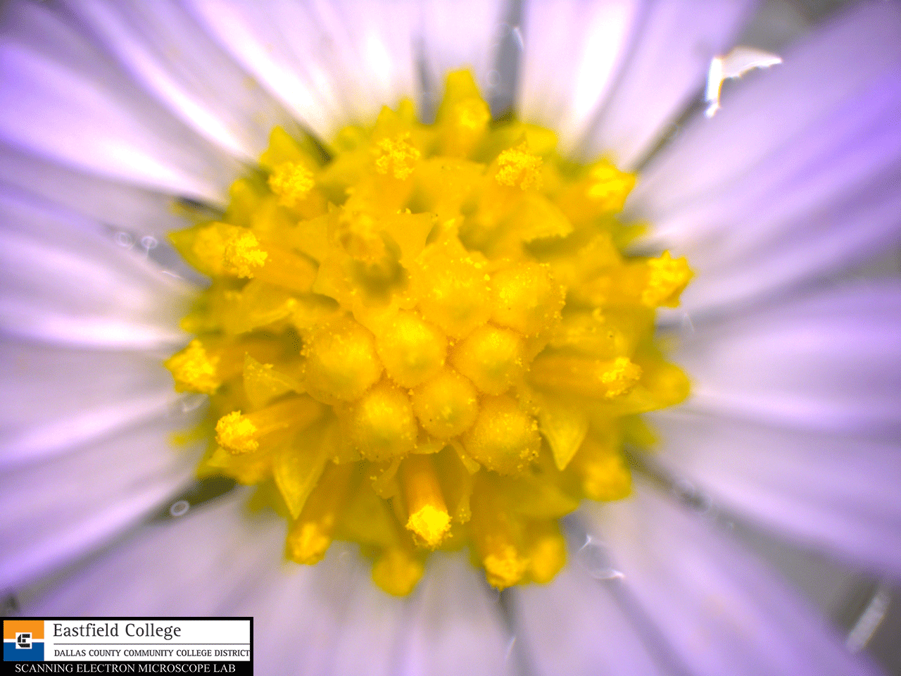 Scanning Electron Microscope Blog My Favorite Harbinger of Fall