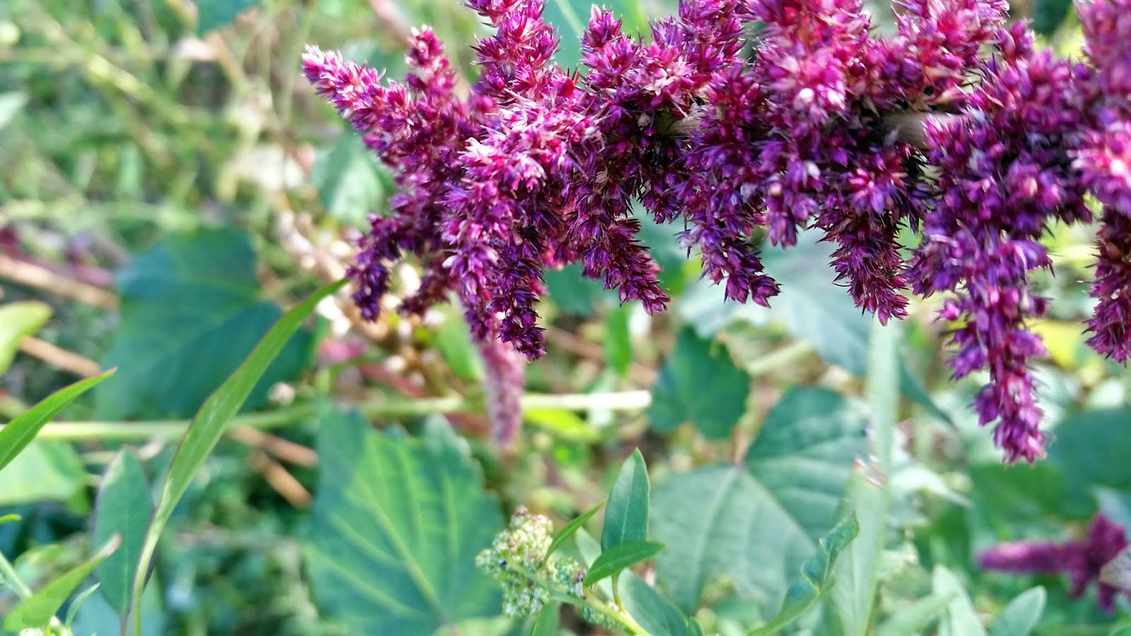 Purple Blooms For The Fall Garden Ramblings From A Desert Garden