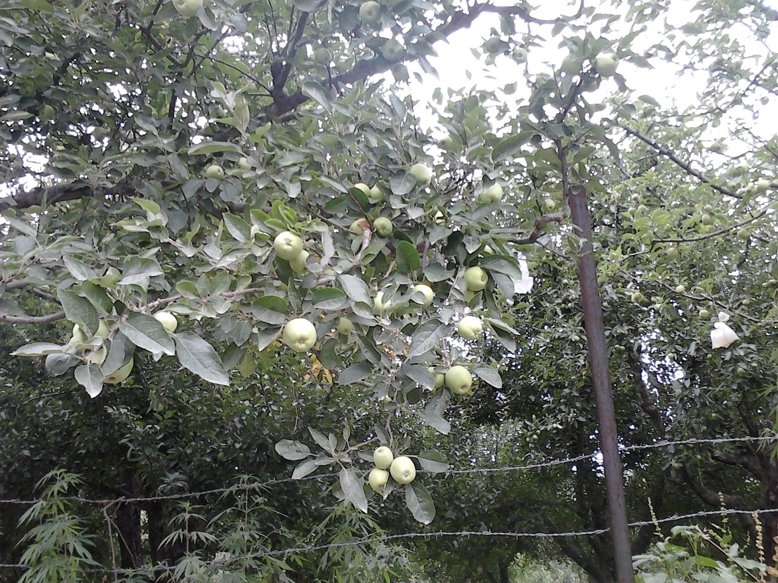 Garden Care Simplified Apple Orchards in Himachal Pradesh Naggar Kullu