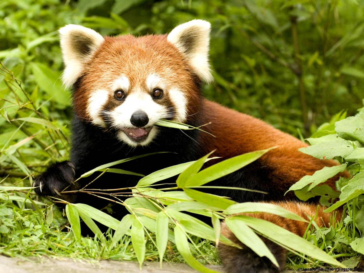 Red Panda Eating Bamboo Red Panda Eating Bamboo