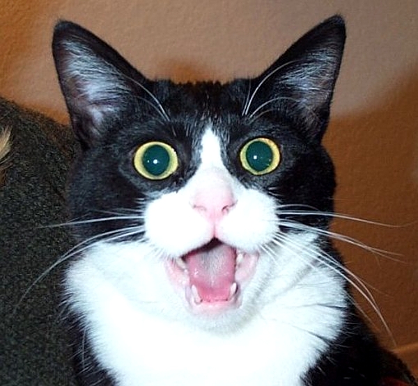 [Image: Shocked+Cat+Face.jpg]