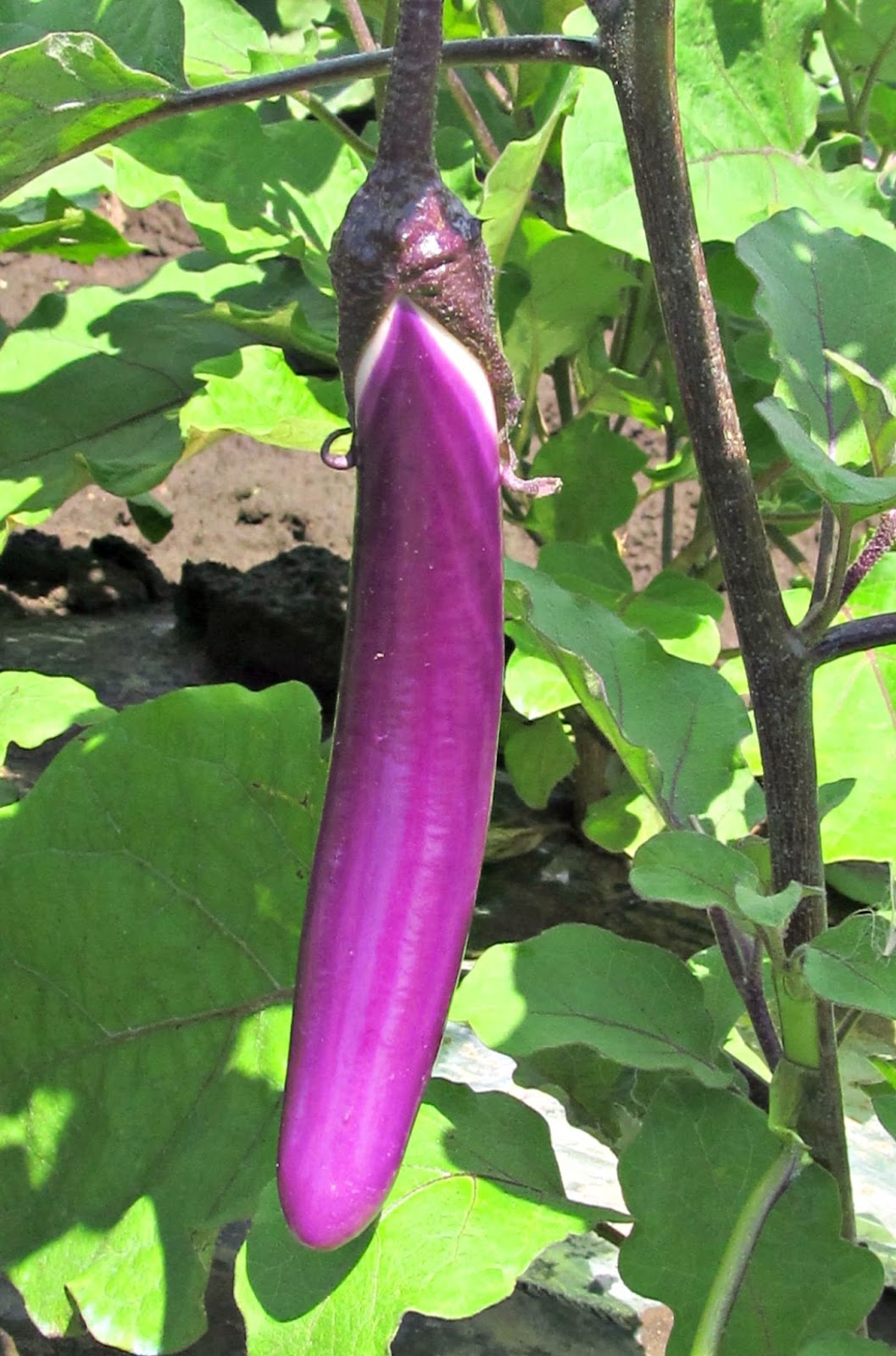 Harmony Valley Farm Vegetable Feature Eggplant