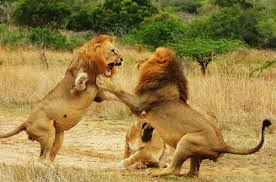 When  Lions Play Fight