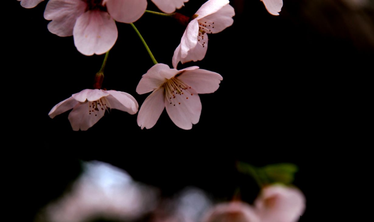 桜 壁紙 千鳥ヶ淵にて EOS7Dとメインクーンと時々Z3 桜 壁紙 千鳥ヶ淵にて EOS7Dとメインクーンと時々Z3