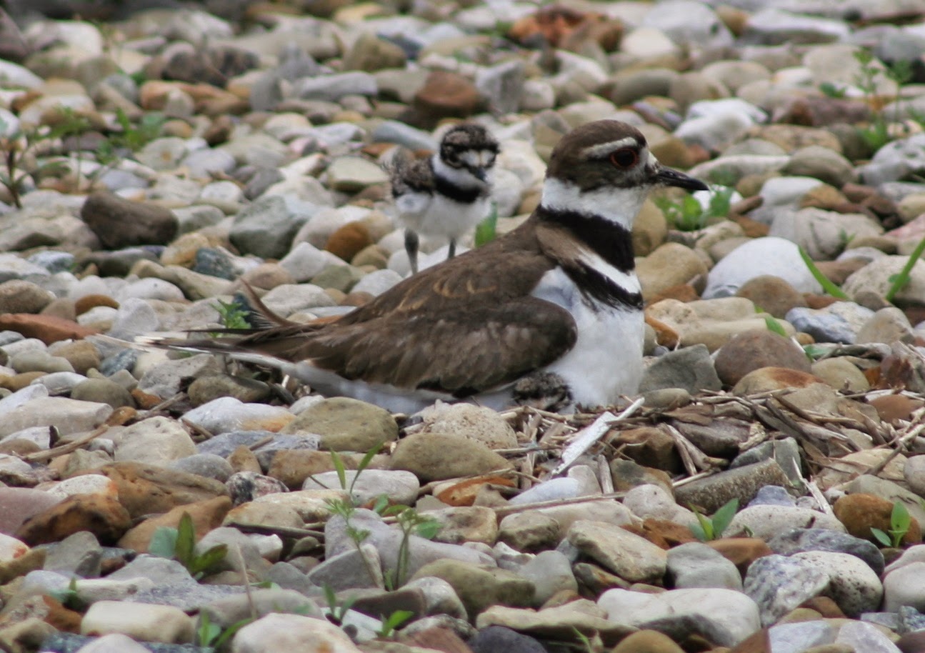 the common milkweed Killdeer Babies!