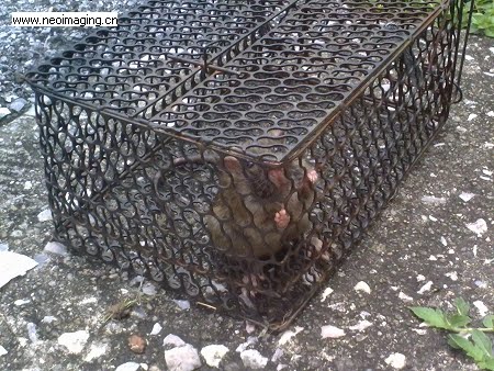 Caring Is Not Only Sharing Sorry Mr Ratatouille