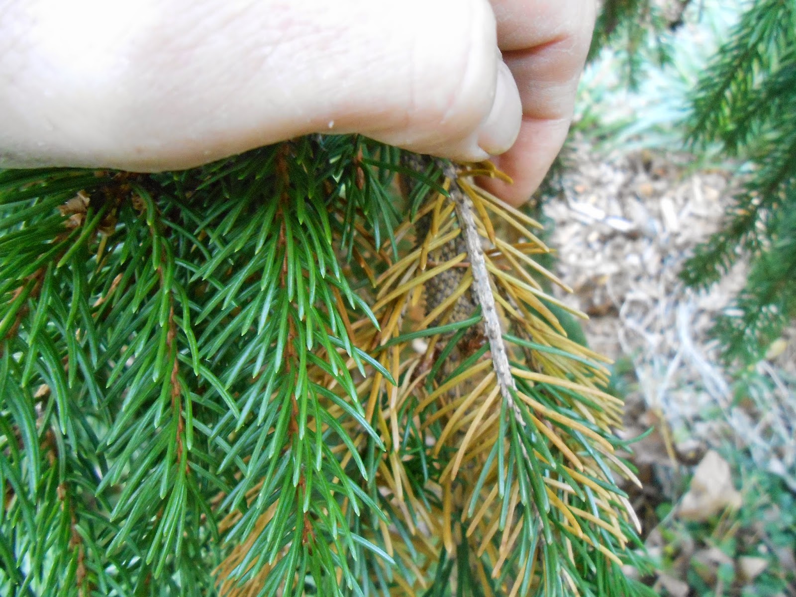 Sproutsandstuff Interior Browning and Fall Needle Drop on Conifers (Evergreens)