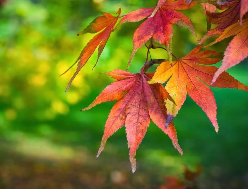 Tantalizing Fall Colors