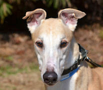 Southeastern Greyhound Adoption