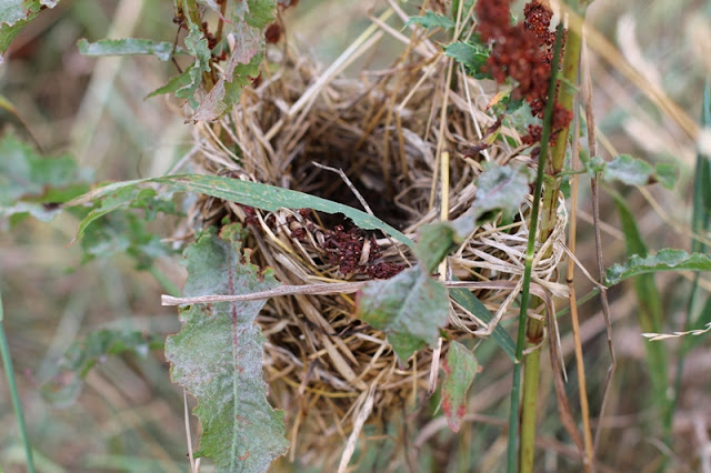 Bird's nest in the tall grass