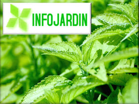 INFOJARDIN ACCESO DIRECTO