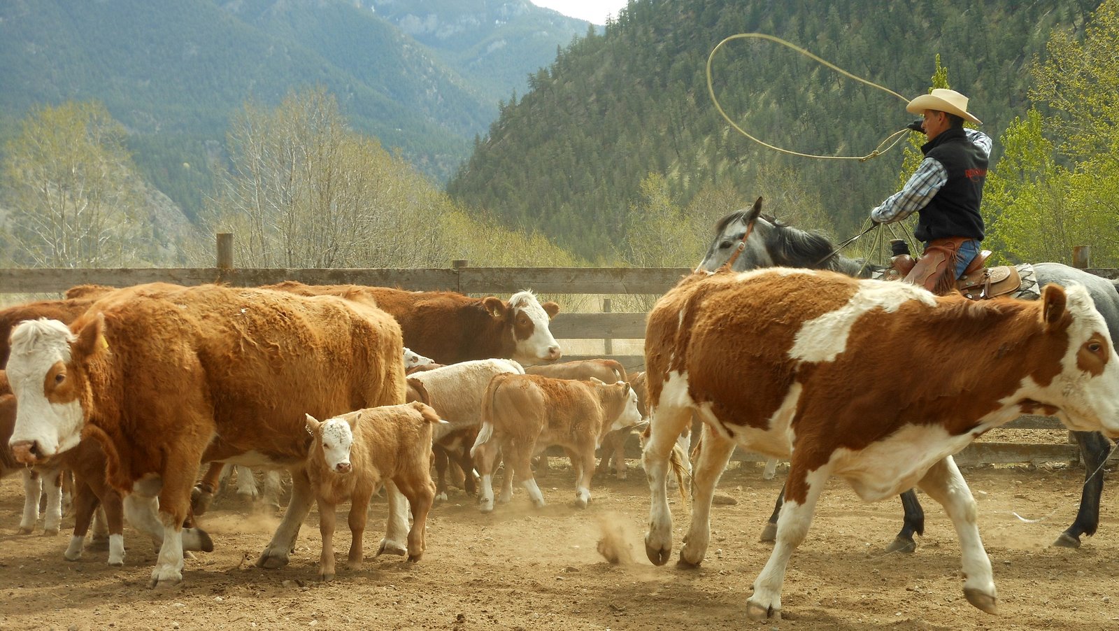 Lillooet - Roundup At The Diamond-S Ranch (This calf is sticking close to her mom!)