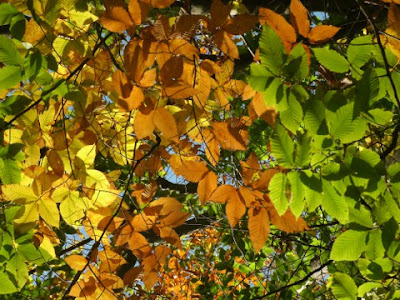 Yellow brown green beech leaves on same tree near Lake Muskoka Thanksgiving 2011 by garden muses: a Toronto gardening blog
