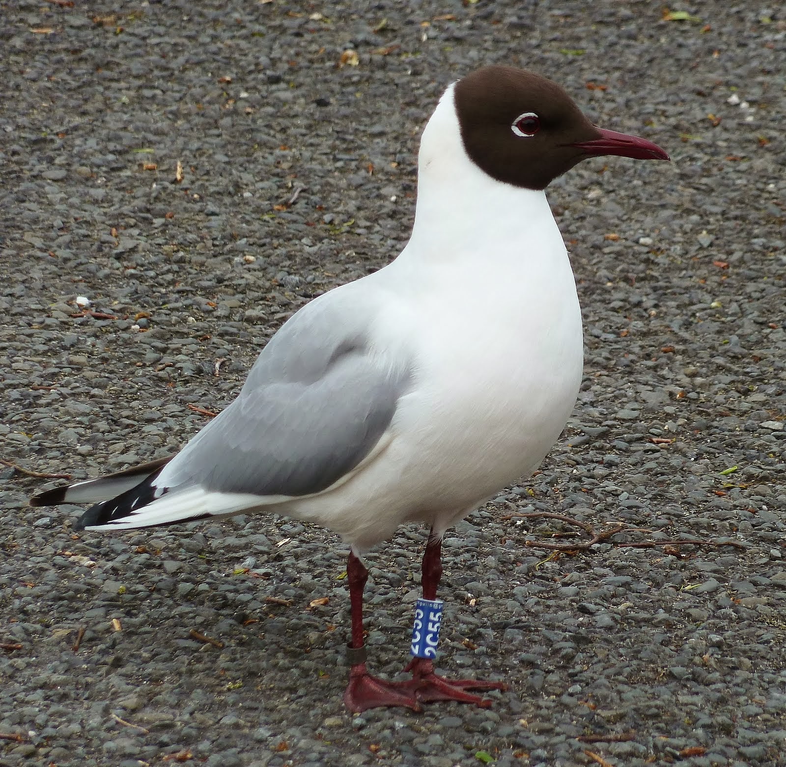 Scottish Black-headed Gull Study