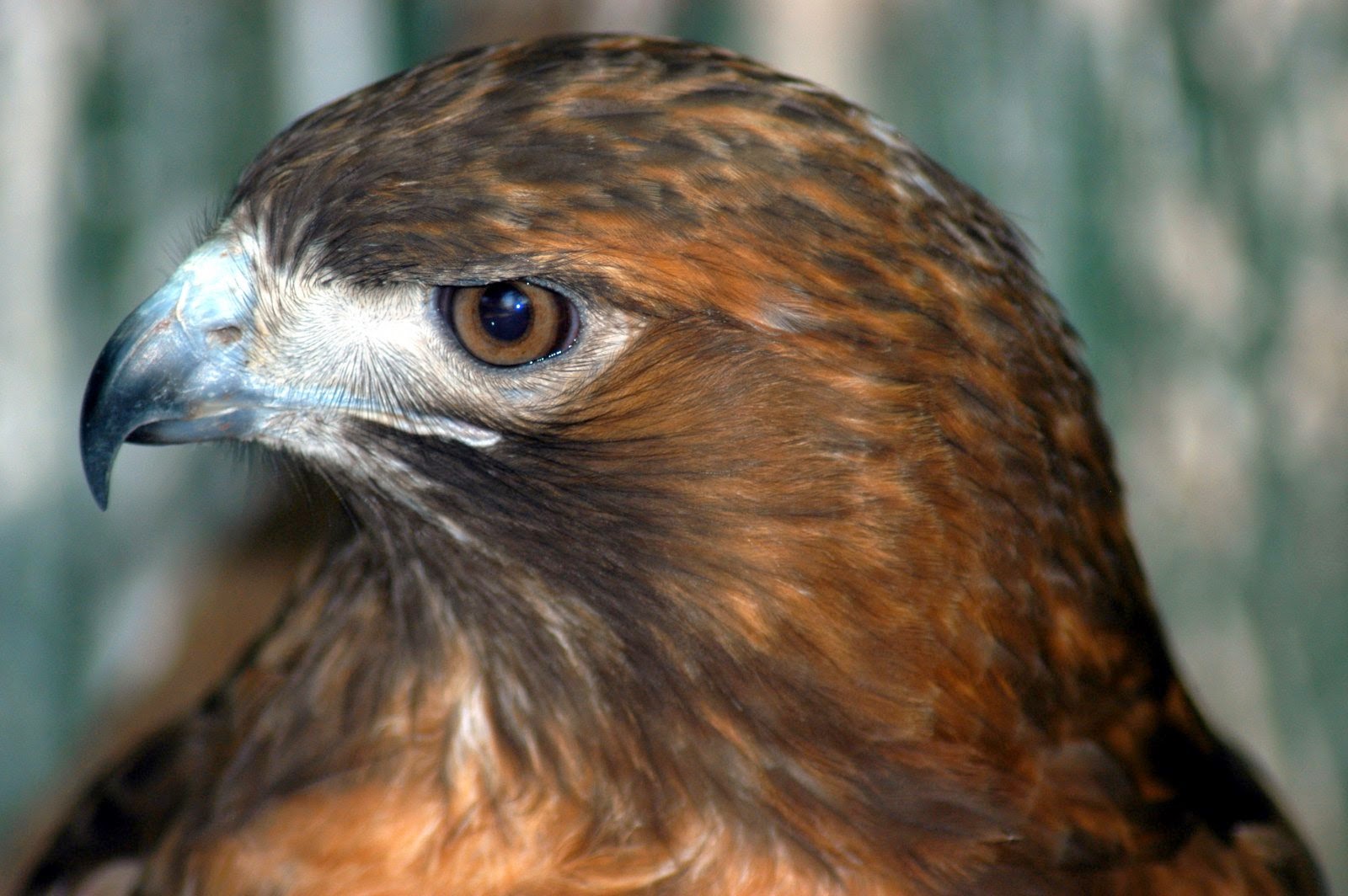 HAY BIOLOGÍA EL HALCÓN PEREGRINO