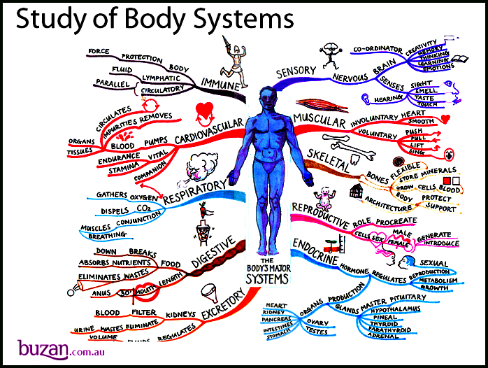 how many systems in the human body