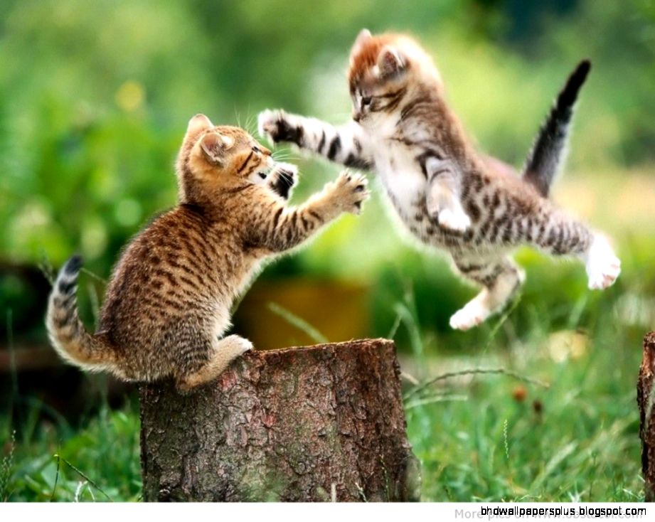 Funny Animal Wallpaper WallHQ Funny Animal Wallpaper WallHQ