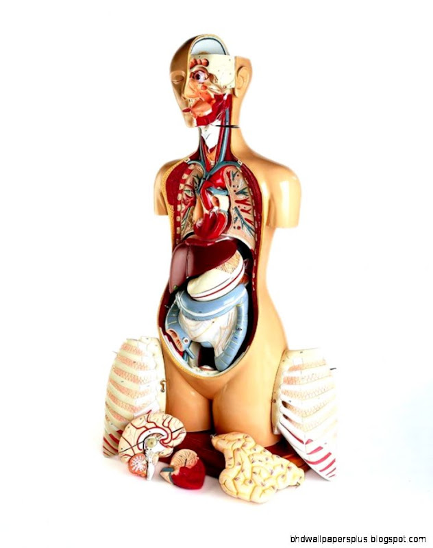 Anatomy Model Knowbody Teaching Torso Deluxe in 23 Parts Anatomy Model Knowbody Teaching Torso Deluxe in 23 Parts
