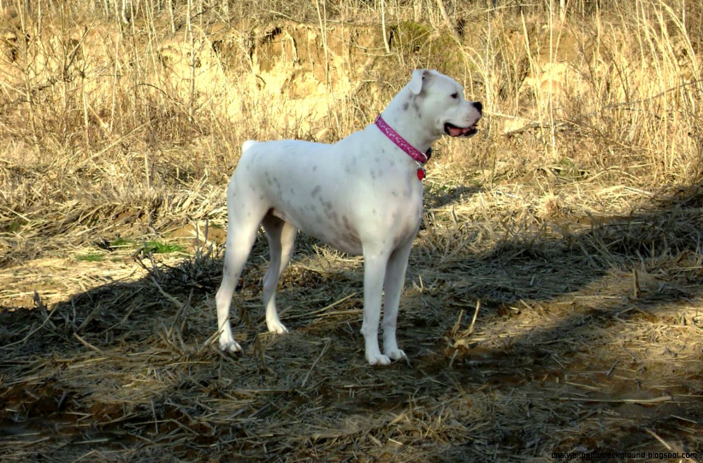 35 Beautiful White Boxer Dog Pictures 35 Beautiful White Boxer Dog Pictures