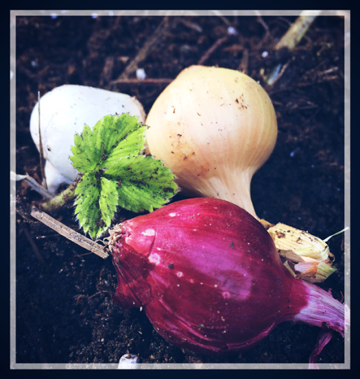 Aisling Farms Companion Planting with Onions & Strawberries