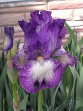 First iris of the spring.