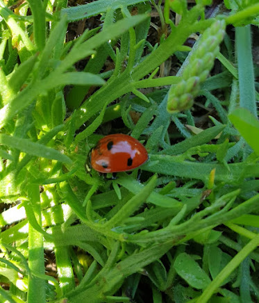 Coccinellidae - Joaninha