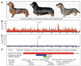 champion bernese mountain dog