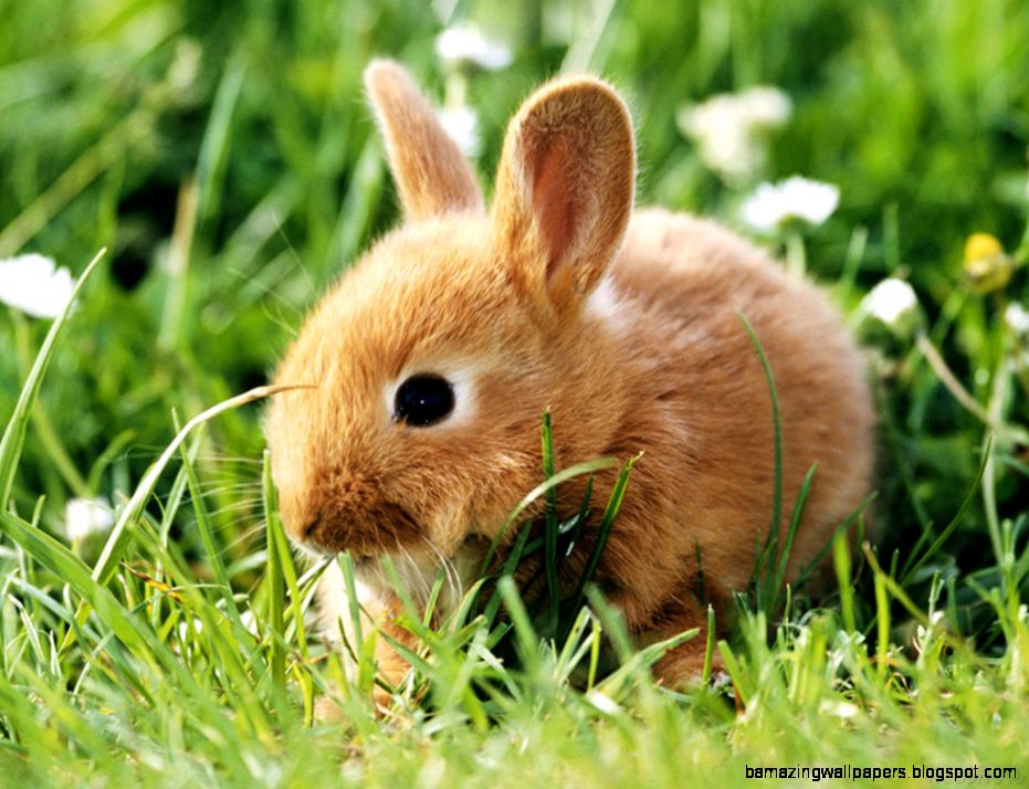 Image gallery for bunnies wallpapers Image gallery for bunnies wallpapers