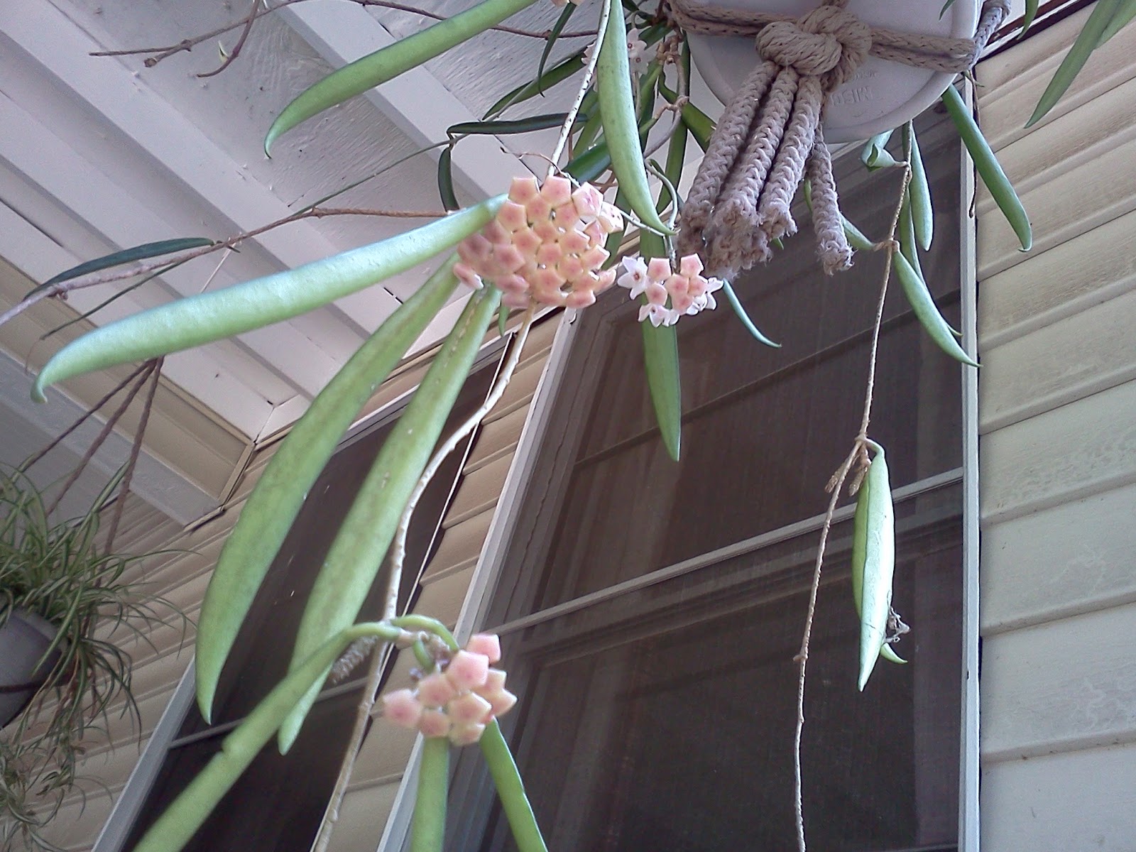 My Simple Life How Hoyas Bloom